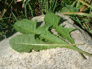 dandelion on rock.jpg